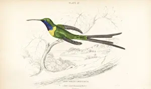 Slender sheartail, Doricha enicura