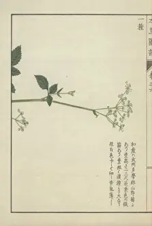 Angelica Prints: Slender stem with a few leaves crowned with