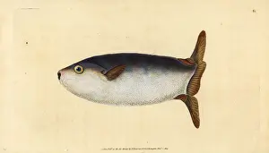 Slender sunfish, Ranzania laevis