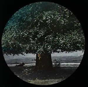 Underneath Prints: Tree