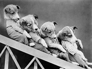 Images Dated 2nd April 2012: Sliding Dogs