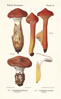 Fungus Collection: Slimy spike-cap mushrooms