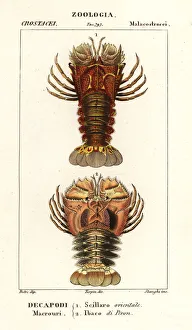Images Dated 27th March 2020: Slipper lobster and butterfly fan lobster