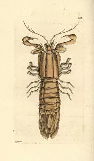 Slipper lobster, Scyllarus arctus