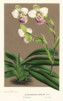 Cypripedium Collection: Slipper orchid, Phragmipedium schlimii