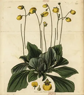 Slipperwort, Calceolaria biflora
