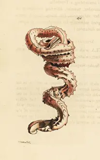 Slit worm shell, Tenagodus anguinus