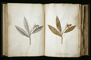 Sloanes specimens
