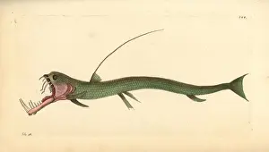 Thenaturalistsmiscellany Prints: Sloanes viperfish, Chauliodus sloani