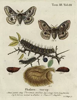 Phalaena Collection: Sloe emperor moth, Saturnia spini