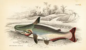Guiana Prints: Slopehead catfish, Ageneiosus inermis