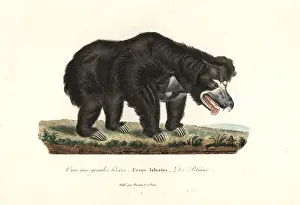 Ursinus Prints: Sloth bear, Melursus ursinus