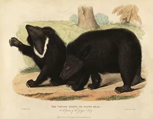 Animated Collection: Sloth bear, Melursus ursinus. Vulnerable