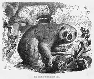 Named Prints: SLOW LORIS