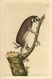 Lemur Prints: Slow-paced lemur or red slender loris, Loris tardigradus