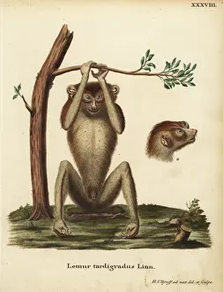 Slow-paced lemur or red slender loris, Loris