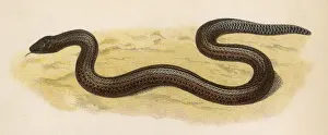 SLOW-WORM