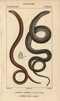Anguis Gallery: Slow worm, Anguis fragilis, and Eastern glass
