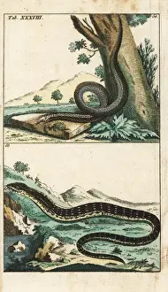 Slow Prints: Slow-worm or blind worm and eastern glass lizard
