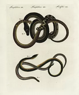Anguis Gallery: Slow worm, glass lizard and yellowbelly sea snake