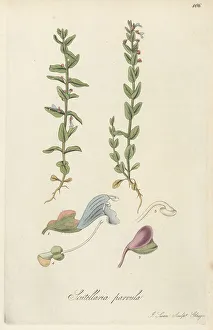 Seeds Prints: Small American skullcap, Scutellaria parvula