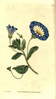 Tricolor Prints: Small bindweed, Convolvulus tricolor
