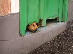 Guarding Collection: A small brown dog pushes its head under a rotting green door