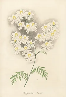 Magazine Of Botany Prints: Small butterfly flower, Schizanthus pinnatus