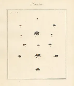 Scarab Prints: Small dung beetle, chafer, scarab beetles, etc