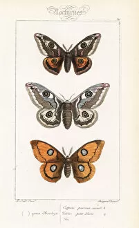 Pavonia Collection: Small emperor moth and tau emperor