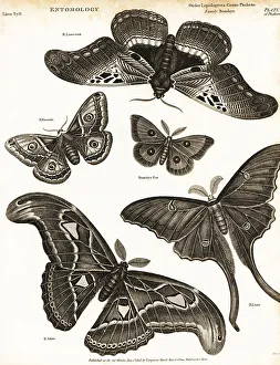 Small emperor moth, tau emperor, etc