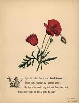 Jane Gallery: Small Flower or poppy (Romeo and Juliet)