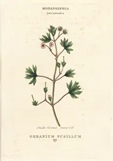 Small-flowered cranes-bill, Geranium pusillum