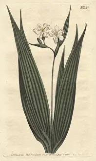 Cayenne Prints: Small-flowered marica with white flowers, native