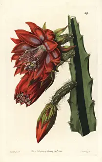 Cactus Prints: Small flowered shew-cereus, garden variety