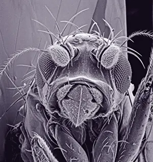 Enlarged Prints: Small fly, species unknown