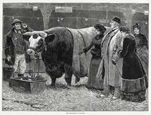 A small group at Smithfield's Market looking at beef cattle. Meat had been traded on the site of Smithfield's for over 800 years, but the present building was opened in 1868