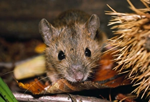 Apodemus Gallery: Small Japanese Field Mouse