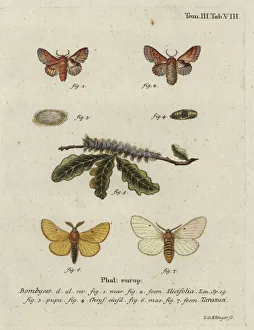 Christoph Collection: Small lappet and autumn silkworm moth