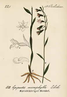 Small-leaved helleborine, Epipactis microphylla