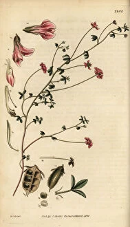 Small-leaved lotus, Lotus microphyllus