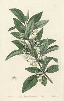 Miss Drake Prints: Small-leaved oleaster, Elaeagnus parvifolia