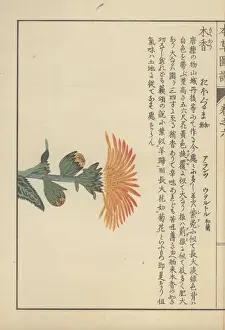 Small leaves and a large yellow flower atop