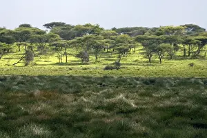 Marshes Prints: Small marsh at Ndutu