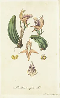 Exotic Flora Prints: Small maxillaria, Maxillaria parvula