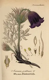 Small pasque flower, Anemone pratensis