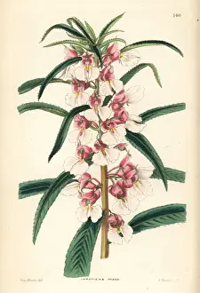 Small pink balsam, Impatiens rosea