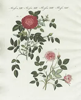 Handcoloredcopperplate Prints: Small Provence rose and Dijon rose