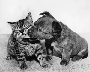 Lick Prints: Small puppy licking tabby kitten