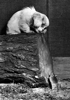 Images Dated 10th January 2017: Small puppy looking down at a mouse
